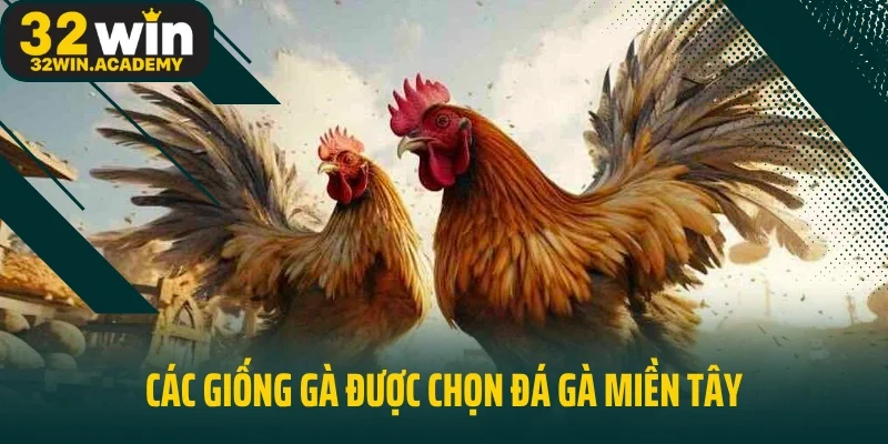 Các giống gà được chọn đá gà miền Tây