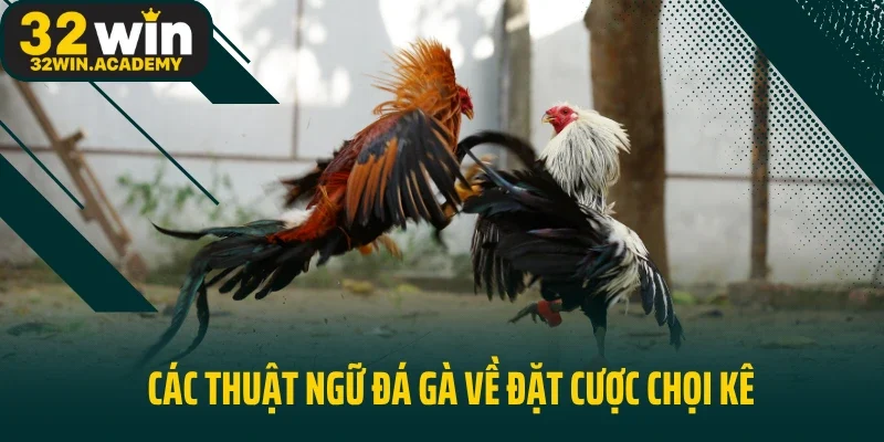 Các thuật ngữ đá gà về đặt cược chọi kê