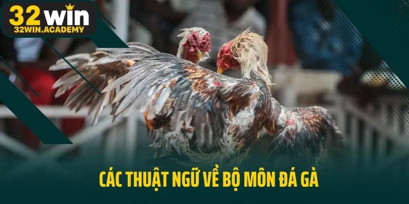 Các thuật ngữ về bộ môn đá gà