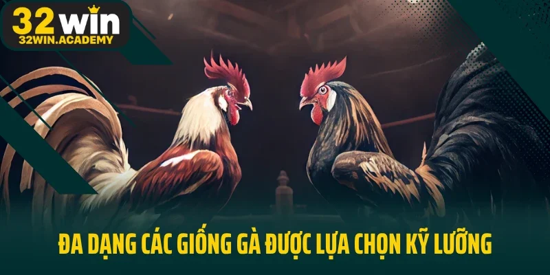 Đa dạng các giống gà được lựa chọn kỹ lưỡng