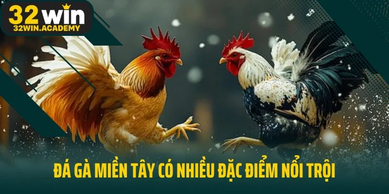 Đá gà miền Tây có nhiều đặc điểm nổi trội
