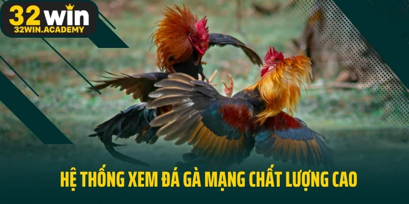 Hệ thống xem đá gà mạng chất lượng cao